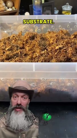 Preparing coconut husk substrate