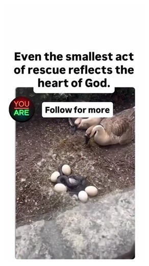 Would you step in to save what can’t save itself? 🐣 A man saw snakes slithering toward a nest of duck eggs—defenseless, fragile, unaware. He reached in, risking his own safety to lift them out. That’s what Jesus did for us. He stepped into danger, into sin, into death itself… to rescue what couldn’t rescue itself. 1. Love Risks Everything Jesus entered the pit to pull us out. (John 15:13) 2. Grace Protects the Helpless He shields us even when we don’t see the threat. (Psalm 91:4) 3. Rescue Is H