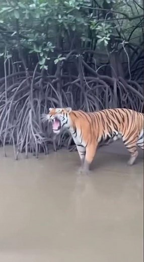 Bengal Tiger Encounter in Sundarban | Rare Wild Moment Caught on Camera!