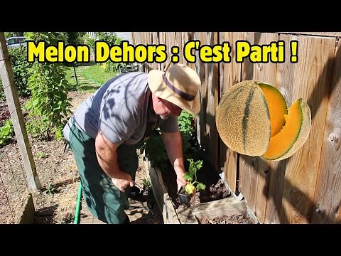 How to Plant Your Melons Outdoors (In the Ground or in Containers)