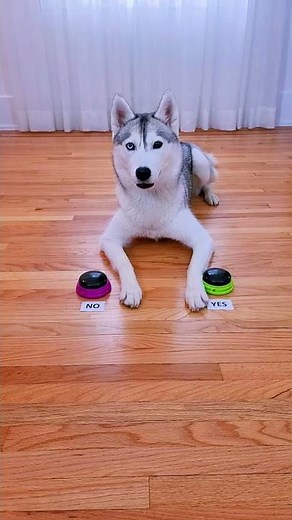 Husky Answers Question Using Talking Buttons! (Except she never even let me ask the question...)