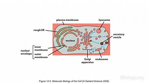Dr. Randy Schekman (UC Berkeley & Howard Hughes Medical Institute) explains how his laboratory used baker’s yeast to uncover major proteins involved in the secretory pathway, and describes proteins involved in budding, vesicle trafficking, and vesicle fusion. Visit our website and learn more about the secretory pathway! https://www.ibiology.org/ibioseminars/secretory-pathway-cells-package-traffic-proteins-export.html | Science Communication Lab