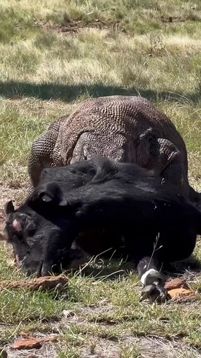 92K views · 1.1K reactions | Komodo dragons eat together  #wildanimals #komododragon #wildlife #animals #fyp | Komodo fandom | Facebook