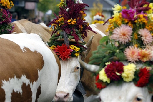 The difficult search for real Swiss cows