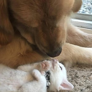 357K views · 4.7K reactions | BuzzFeed on Reels | Facebook