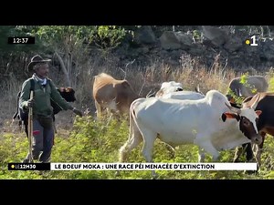 Le bœuf moka est une race bovine unique au monde.