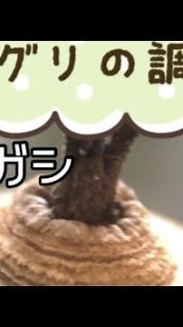 【ドングリの調べ方・見分け方】アカガシ