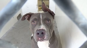 41 reactions · 21 shares | RETURNED TO OWNER - moved to SAFE Album on...