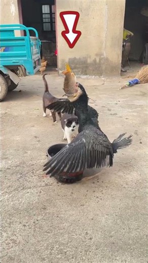 Bird Almost Chokes on Fish | Shocking Animal Moment #Shorts