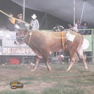 Amarillo Miel de los Nacidos en la Cuna del Reparo🇲🇽〽️🇲🇽〽️🇲🇽〽️🇲🇽〽️🇲🇽〽️🇲🇽〽️🇲🇽〽️ | JARIPEO INTENSO