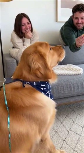 Confetti Cannon Prank on Dog, Instant Chaos #funny #animals #viral #aww #wholesome #funnyanimals #do