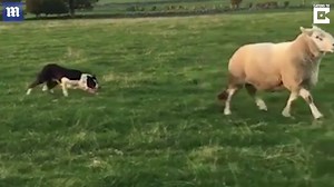 Grumpy sheep with a temper charges and head-butts a dog