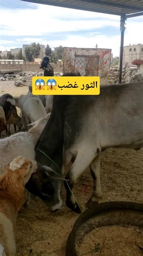 أكبر ثور ينطح الأغنام! 😱 Giant Bull vs Sheep Attack #animals #shorts