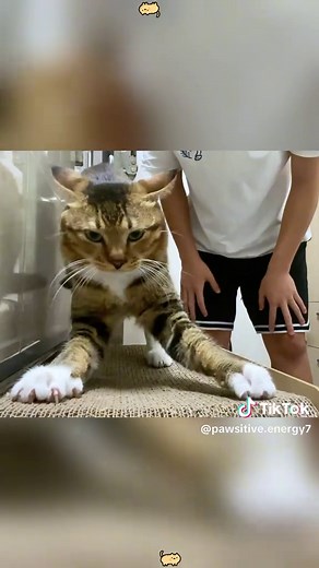 Funny Cat Wakes Up Thinking It Died - Prank!