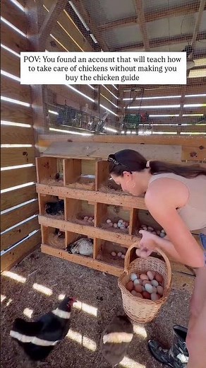 Raising Chickens for Beginners — Start Here