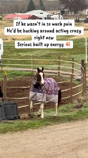 Fire breathing dragon 🐉 at the end! He really doesn’t like motorcycles, quads, or tractors. If he wasn’t hurting, he would have been bucking all around #horse #painthorse #horselife #farmlife #motorcyclelife