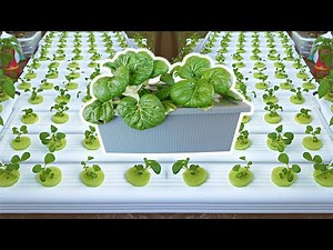 The Easiest Way to Grow Pak Choi or Bok Choy in Carefree Hydroponics