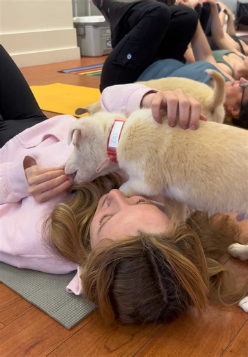 💜Did you know mutts are inherently healthier? ✨Hybrid Vigor✨ or Heterosis is a genetic phenomenon that allows for less recessive diseases to be chosen in an animal’s genetic code. 🐶Come Meet & Support Some Beautiful Mutts at Yoga this Weekend! • • • #puppies #puppyyoga #puppy #puppydog #fyp