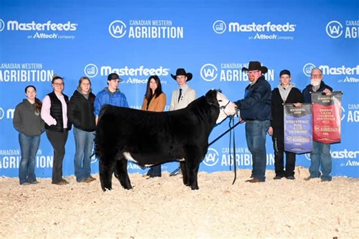 Canadian Western Agribition 2025 Thank you to our amazing crew helping get cattle settled in, hair worked and presented. David as always keeping us on track was the MVP. Our first time in the Simmmetal Barn was a major success. Thank you to all the other exhibitors and organizers. Thank you to the sponsors and especially Wheatland Cattle Company for sponsoring the Champion Percentage Bull Calf and Blair’s.Ag Cattle Comany for sponsoring the Reserve Grand Champion Percentage Bull. The Hereford Di
