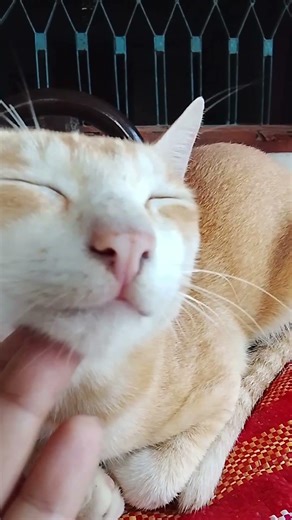 Pikachu🫣🫣 #cat #cute #viral #lovecats