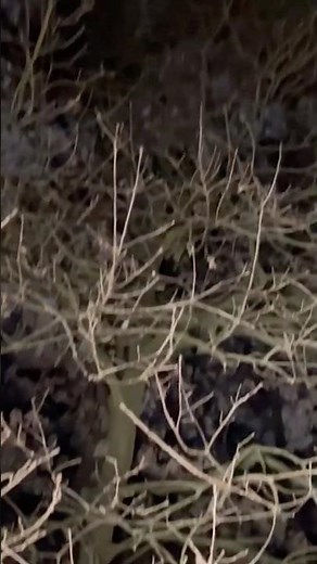 Zieselwurz - Die erste Sichtung REEL 03 #zieselwurz #emsland #natur #tierfilm