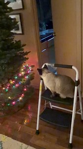 Decorating the tree with dedicated and enthusiastic help, Phinney on the step ladder, Greta nesting on the Christmas stockings and Santa doll… #kittyelves #siameseworld #siamesecat #meezers #siamesecatsofinstagram | POCKY & Katman: just a regular sheepdog and Siamese cat