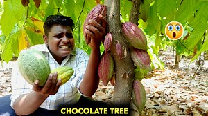 4.4M views · 159K reactions | Chocolate Hunting Choco Tree|சாக்லேட் மரத்தில் சாக்லேட் திருடலாம் வாங்க!!!| | Village Food Safari | Facebook
