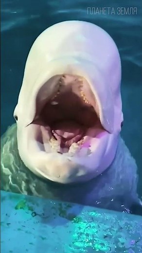 Beluga: The Sea "Canary" 😉 #animals #nature #interesting