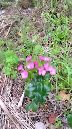 #道端 #名前 #わからない #？ #草 #花 #満開 #強い #牟岐 #雑草