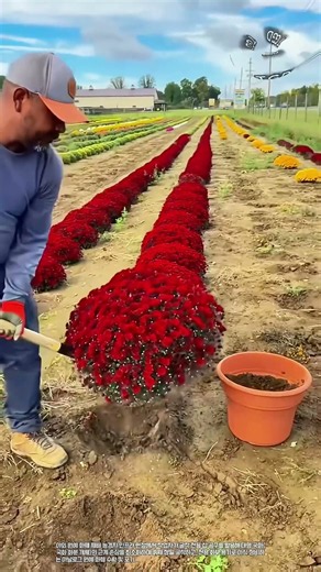Amazing Chrysanthemum Transplanting Process | Large Flower Plant Digging & Replanting #Shorts