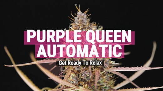 Purple Queen Auto Strain Review