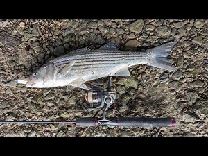 Ultralight Striper Fishing with Swimbaits in SF Bay