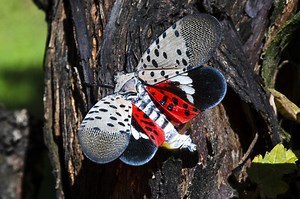 Spotted lanternfly in Ohio: What to do if you see one