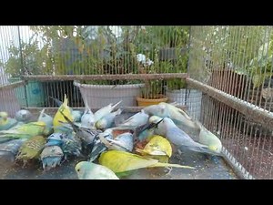 Incredible Budgie Color Variations You Must See! 🥳💖