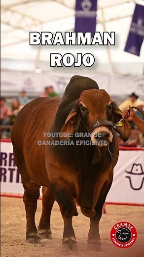 Toro brahman rojo: la mejor raza para el trópico #ganaderia #finca #cebu #brahman