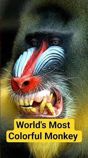 The World's Largest and Most Colorful Monkey … The Mandrill Moneky 😳🐒🎨