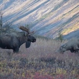 Bull Moose Monday This big-time bull VERY slowly approaches and puts the moves on this cow. Slow and steady. Video credit: Moose Man Nature Photos | BigGame Forever