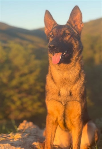 One thing about me… I’ve never owned an ugly dog. Just saying 🤪💁🏽‍♀️ #gsd #workingline #psa #workingdog