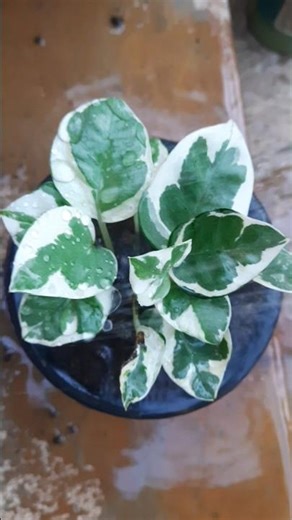 Njoy Pothos repotting 🌱🌱💚💚