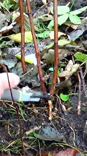 How to prune raspberries to keep them pest-free? Watch the full video on our channel ☝️