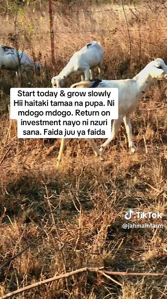 #jahmainfarm #gallagoatfarming #goatfarming