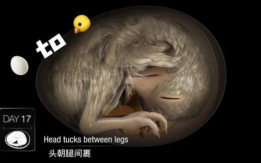 从鸡蛋到小鸡 — 鸡的胚胎发育全过程！