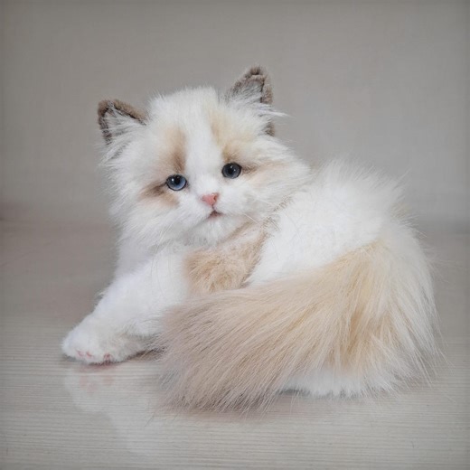Fluffy Ragdoll Kitten Plush: Poseable, Realistic Blue Eyes - Etsy