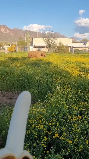 Cuteness Battle: Piglet Nose vs. Piglet Toes