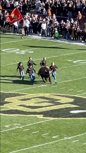 Colorado live buffalo mascot runs on field before Utah game