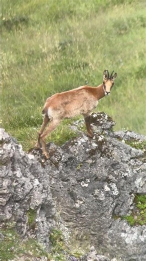 Siempre atentos…🔥 #caza #chamois #hunting #hunter #hunt