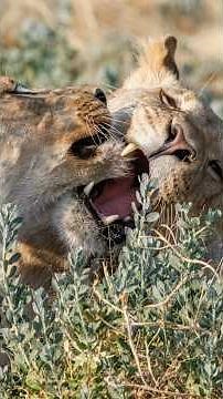 Predatoren & Insekten Namibias – Naturmomente 2025 | LeafLove Safari |Predators & Insects of Namibia