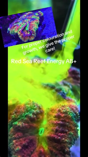 Red Sea Reef energy AB is an amino acid source for your corals. Amino acids are the building blocks of proteins so providing supplimentry amminos helps with cell growth, colouration and healthy tissue! Make sure to keep your corals happy with Red Sea AB #redsea #reef #marine #coral #fish