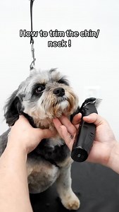 How to trim the chin / neck #doggrooming | Northern California Grooming Academy