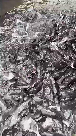 Catfish Farming in Nigeria: How to Start with ₦1 Million Capital 🐟 | Step-by-Step Guide